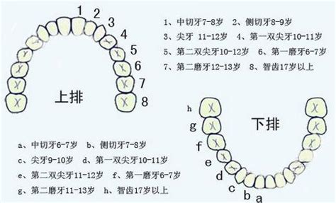 人有多少牙齒|我們有幾顆牙？